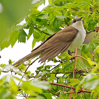 Black-billed Cuckoo