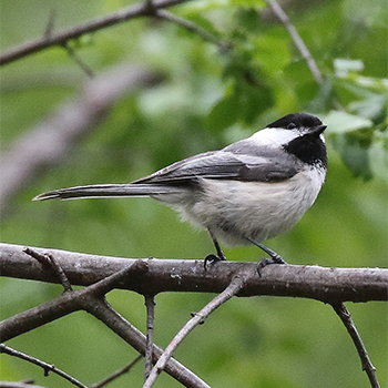 Black-capped Chickadee