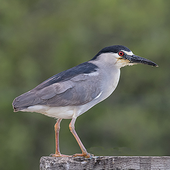 Black-crowned Night-heron