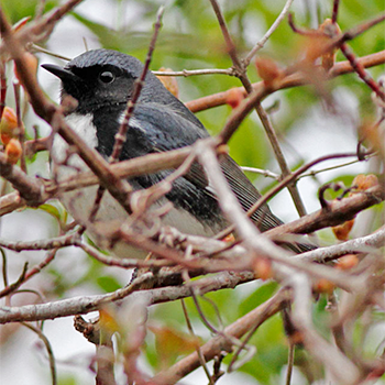 Black-throated Blue Warbler