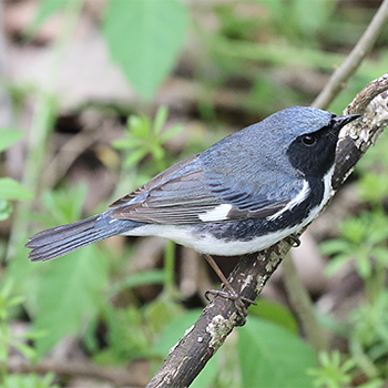Black-throated Blue Warbler