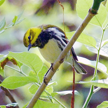 Black-throated Green Warbler