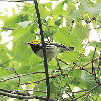 Black-throated Green Warbler