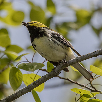 Black-throated Green Warbler
