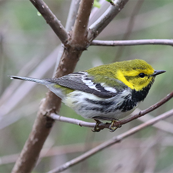 Black-throated Green Warbler