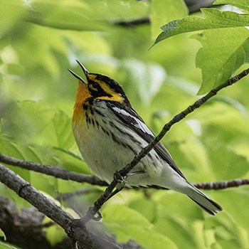 Blackburnian Warbler