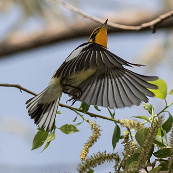 Blackburnian Warbler