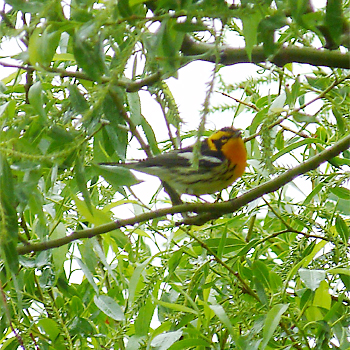 Blackburnian Warbler
