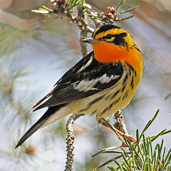 Blackburnian Warbler