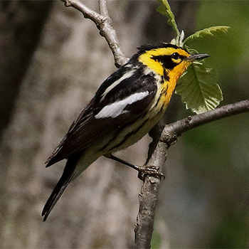 Blackburnian Warbler (male)