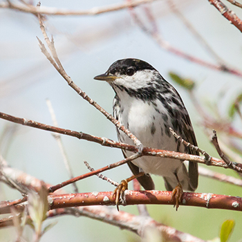 Blackpoll Warbler