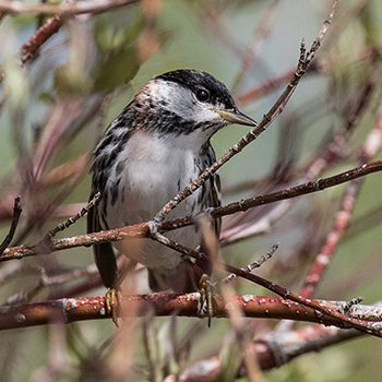 Blackpoll Warbler