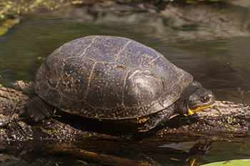 Blanding's Turtle
