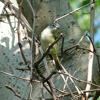 Blue-headed Vireo