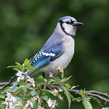 Blue Jay