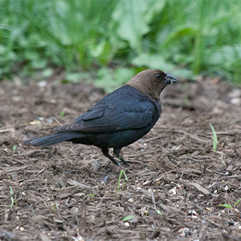 Brown-headed Cowbird