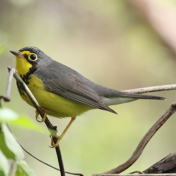 Canada Warbler