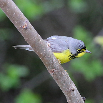 Canada Warbler