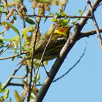 Cape May Warbler
