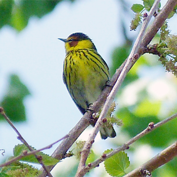 Cape May Warbler