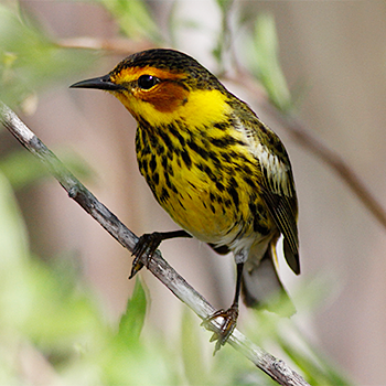 Cape May Warbler