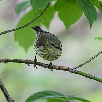 Cape May Warbler