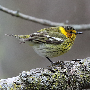 Cape May Warbler