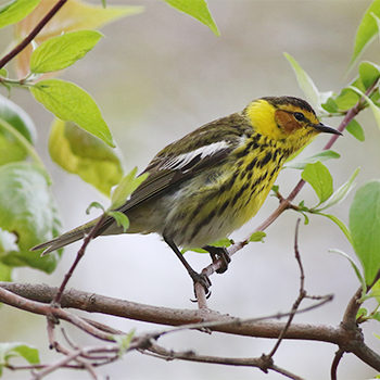 Cape May Warbler