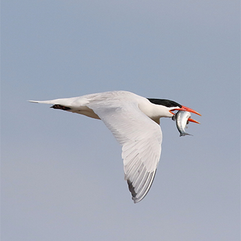 Caspian Tern