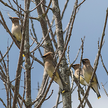 Cedar Waxwings