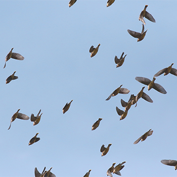 Cedar Waxwings