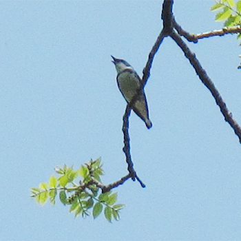 Cerulean Warbler