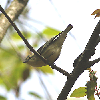 Cerulean Warbler
