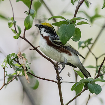 Chestnut-sided Warbler
