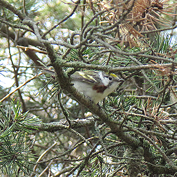 Chestnut-sided Warbler