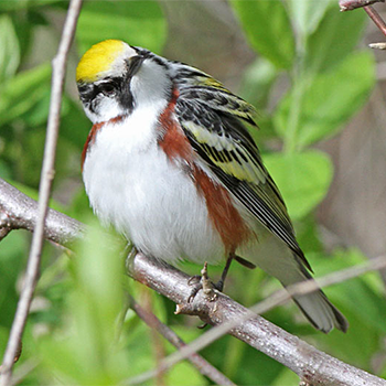 Chestnut-sided Warbler