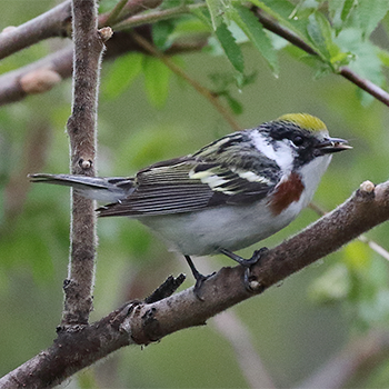 Chestnut-sided Warbler