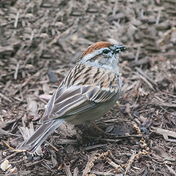 Chipping Sparrow