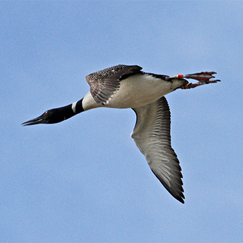 Common Loon