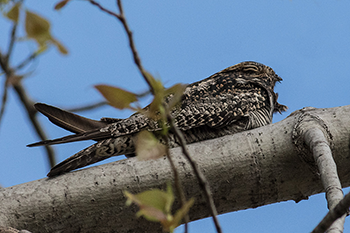 Common Nighthawk