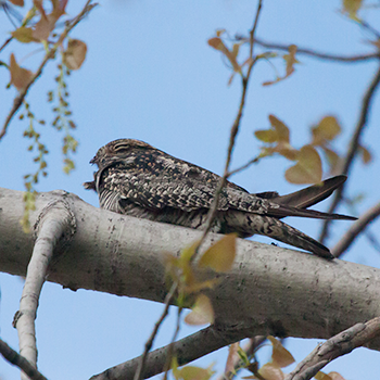 Common Nighthawk