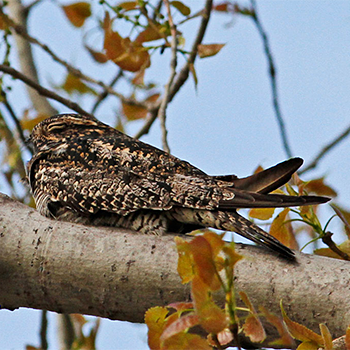 Common Nighthawk