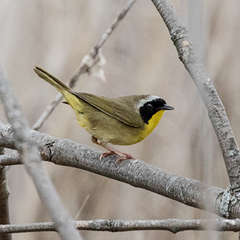 Common Yellowthroat