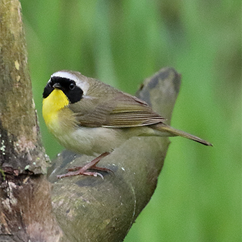 Common Yellowthroat