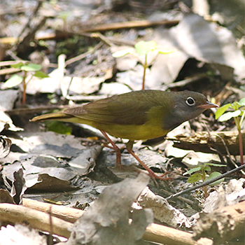 Connecticut Warbler