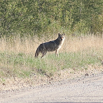 Coyote