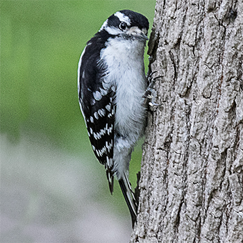 Downy Woodpecker