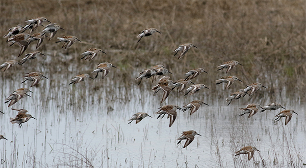 Dunlins