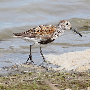 Dunlin