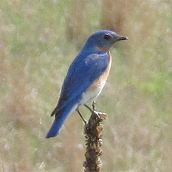 Eastern Bluebird